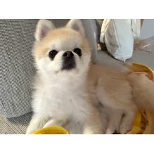 わんこと過ごす癒しの毎日(^^)